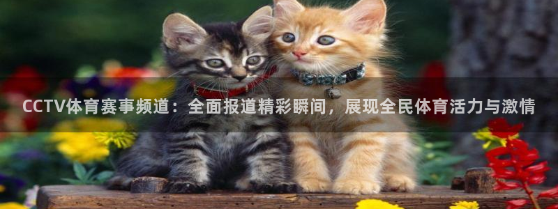 雨燕360体育直播足球：CCTV体育赛事频道：全面报道精彩瞬间，展现全民体育活力与激情
